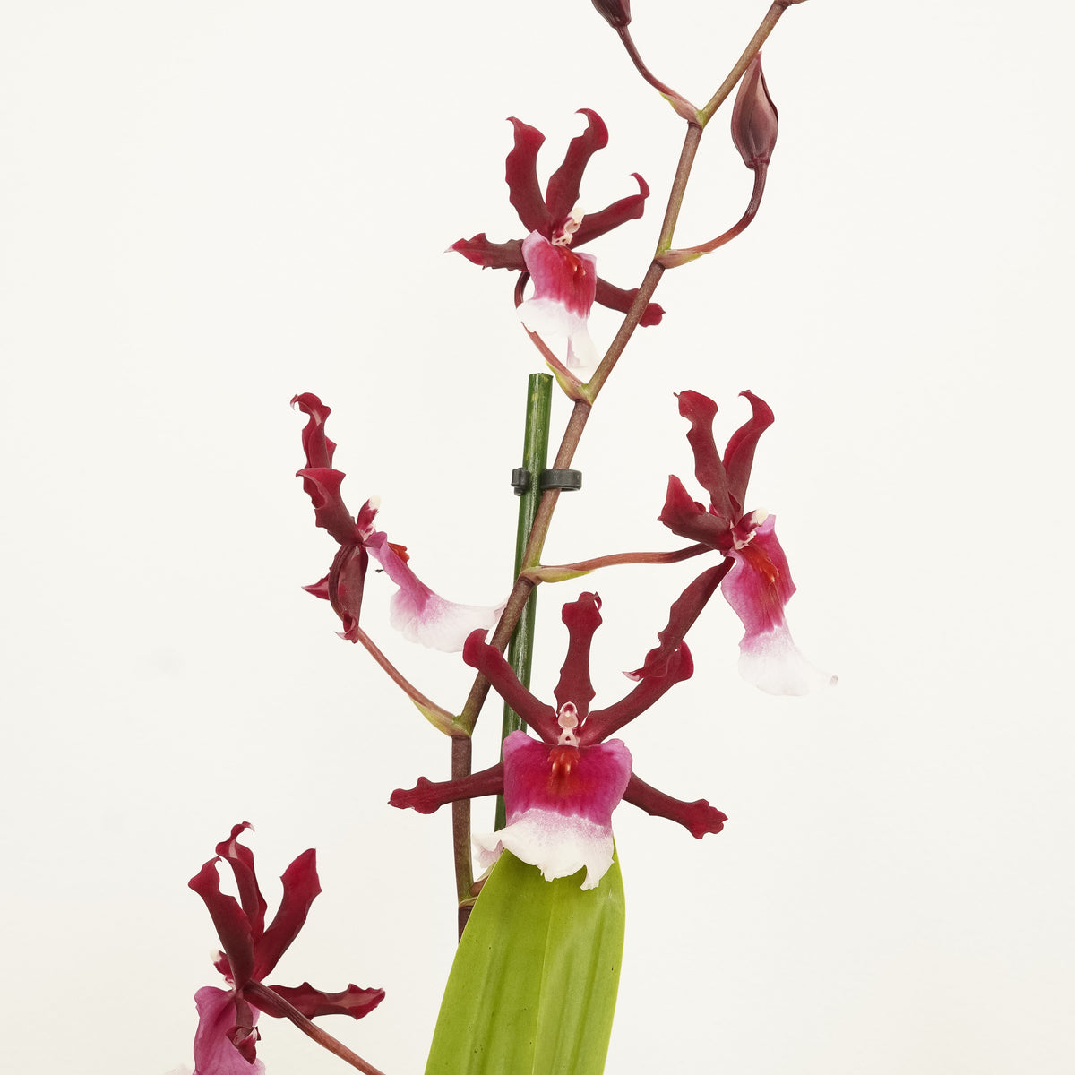 Cambria Orchid | Renaissance | Mild Fragrance