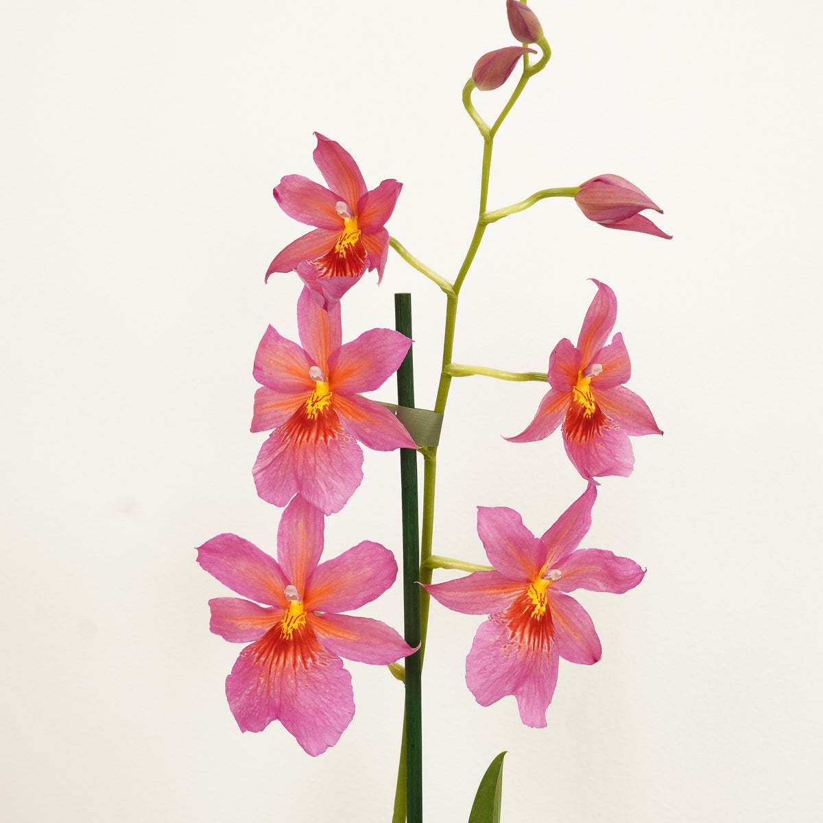Burrageara Orchid | Nelly Isler Pink