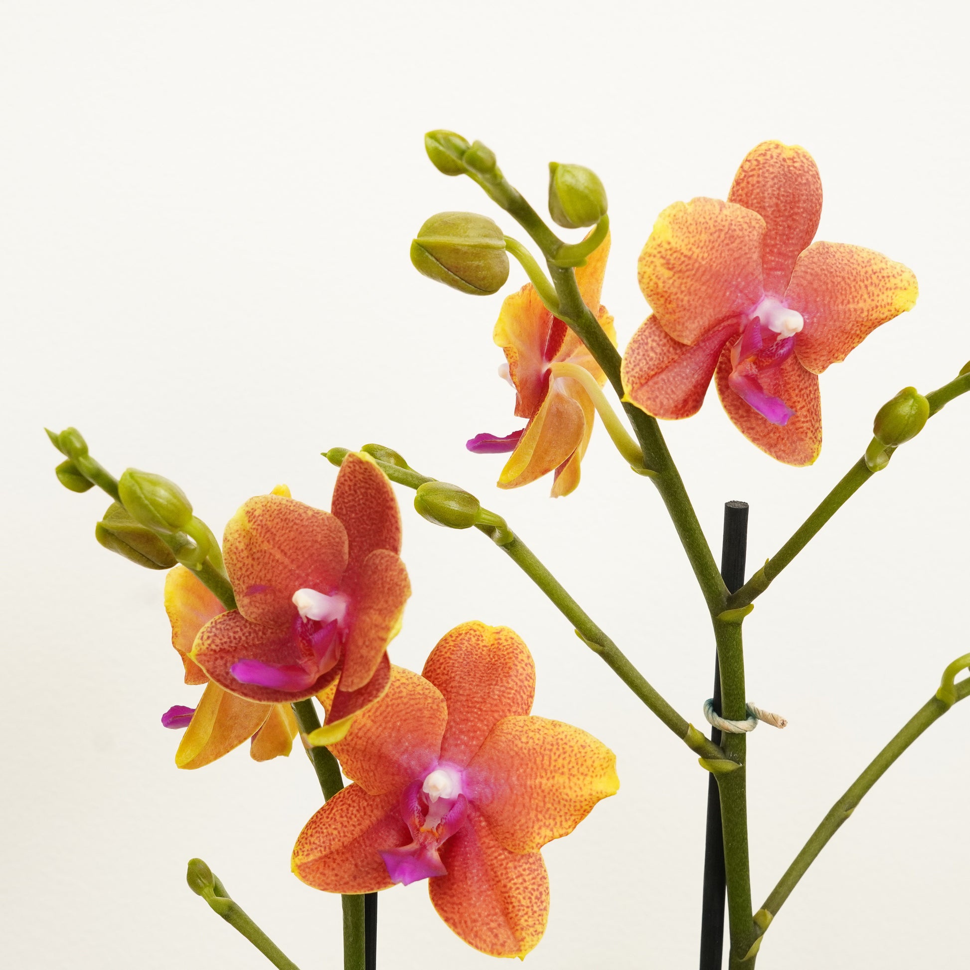 Phalaenopsis Orchid | Bolgheri
