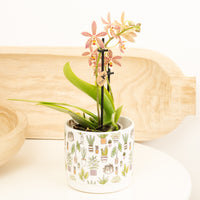 Phalaenopsis X Spider Orchid | Hummingbird