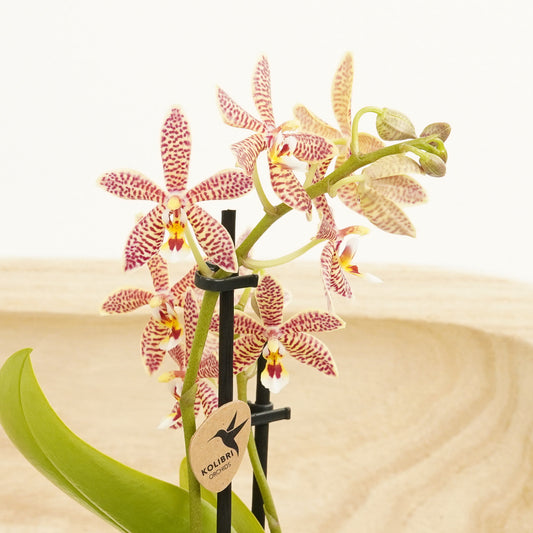 Phalaenopsis X Spider Orchid | Hummingbird | Potted Houseplants