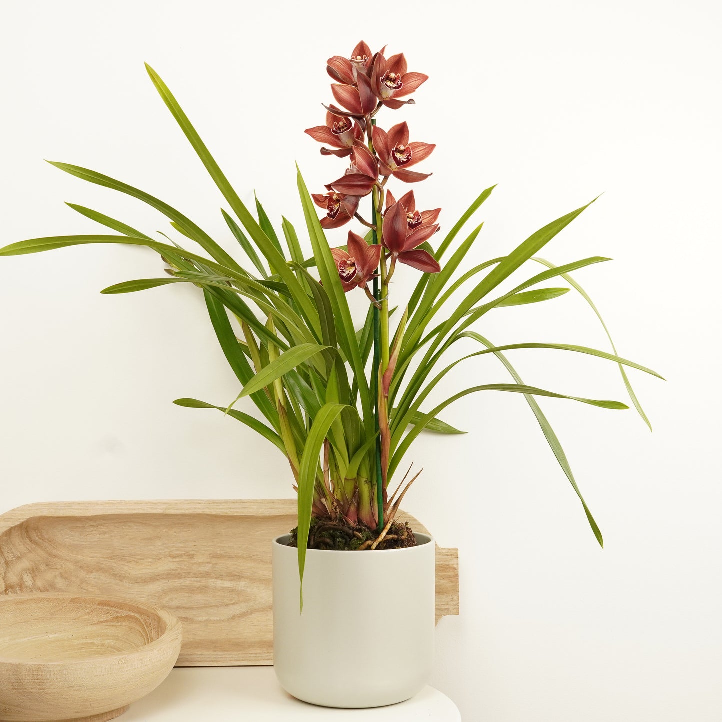 Cymbidium Orchid | Red Nell