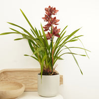 Cymbidium Orchid | Red Nell