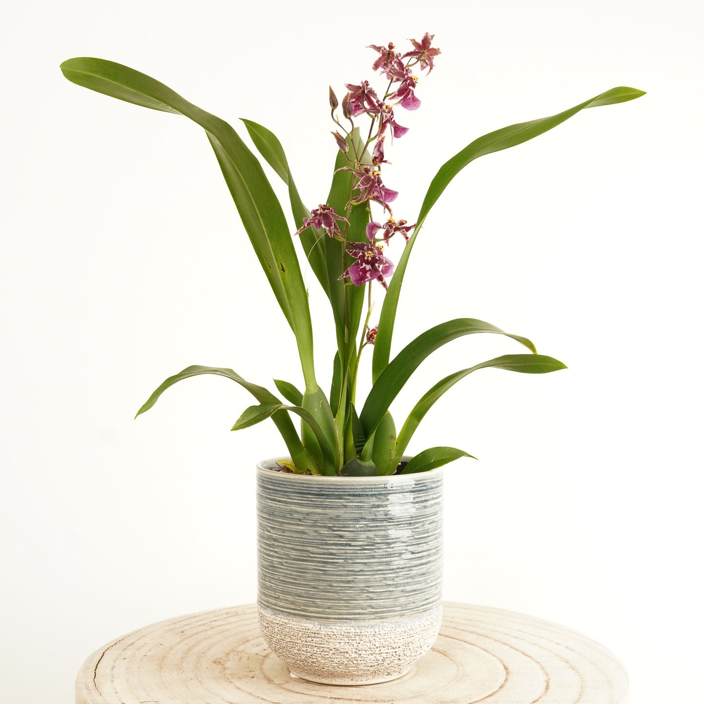 Butterfly Orchid | Titanium Grape