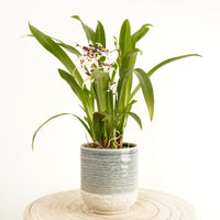 Butterfly Orchid | Titanium Bridal