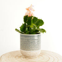 Flowering Cactus | Apricot