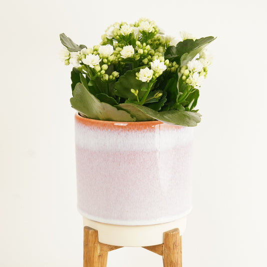 White Kalanchoe | Potted Houseplants