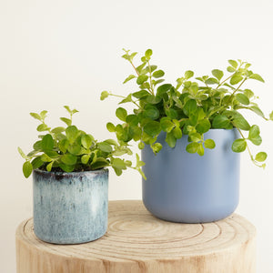 Trailing Jade - Indoor Plant