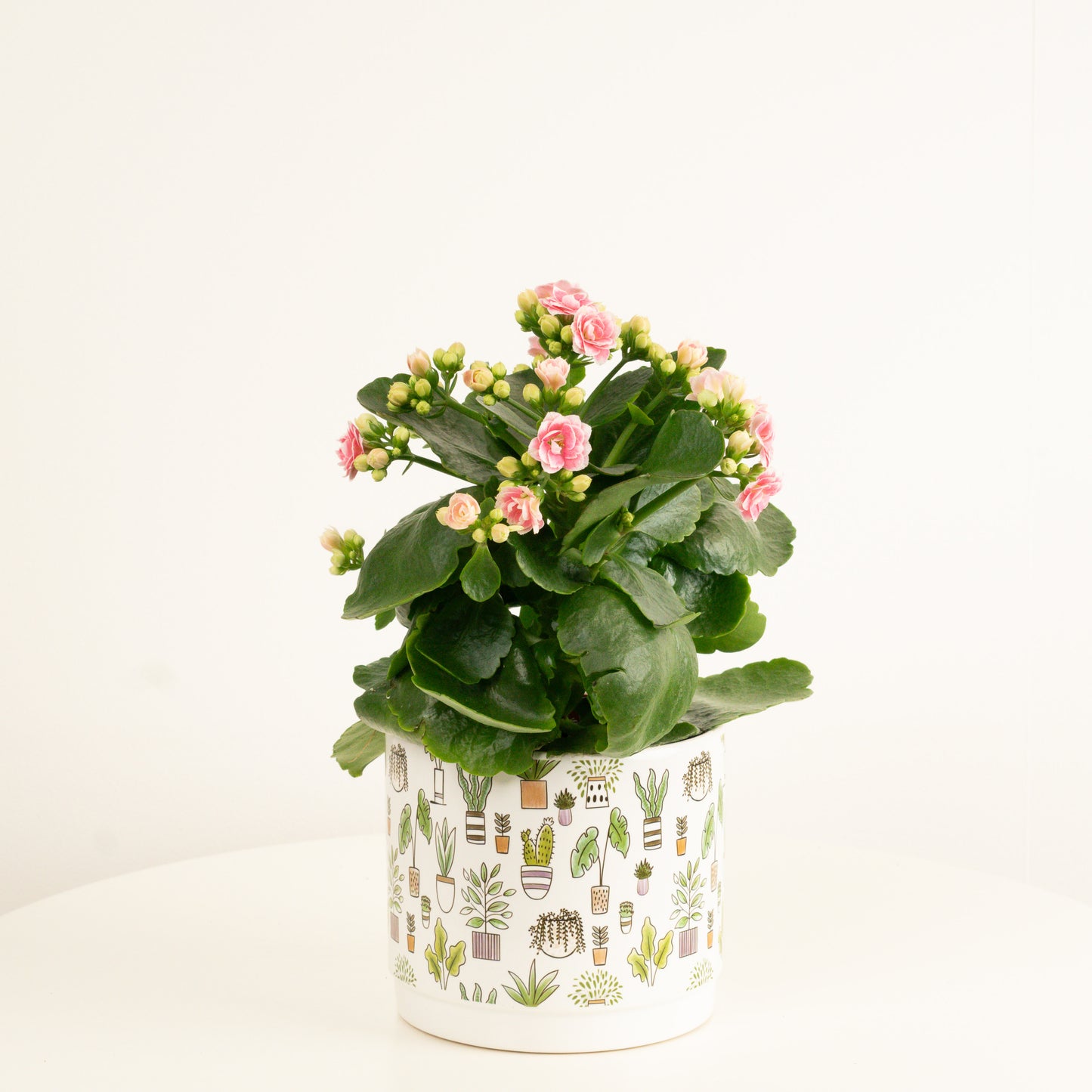 Flowering Kalanchoe | Perfecta Pink