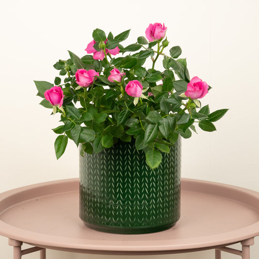 Flowering Rose | Hot Pink | Potted Houseplants