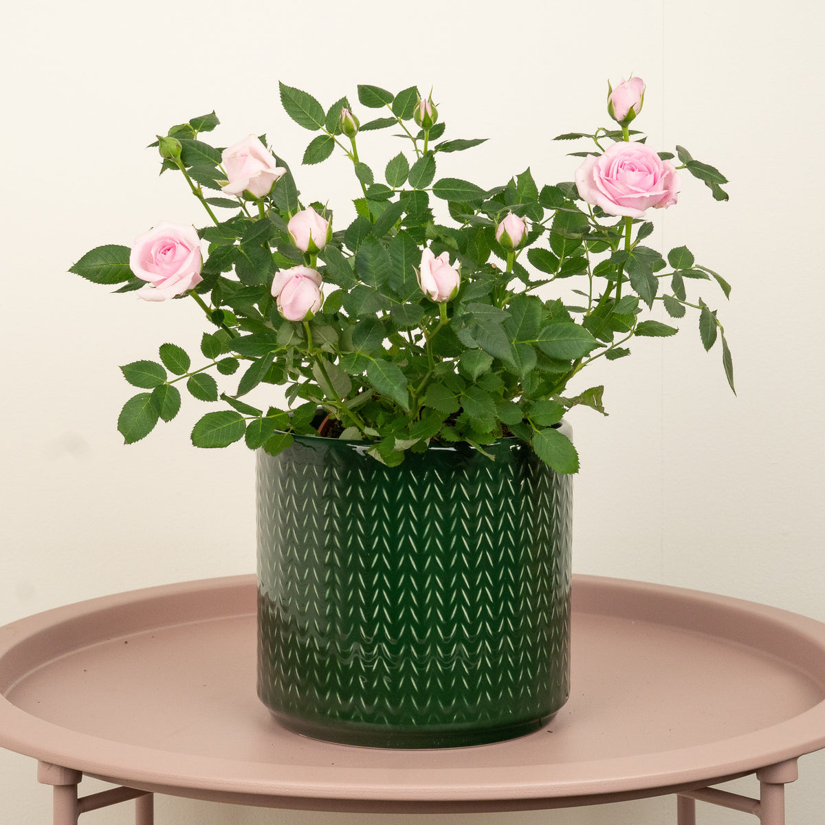 Flowering Rose | Blush Pink