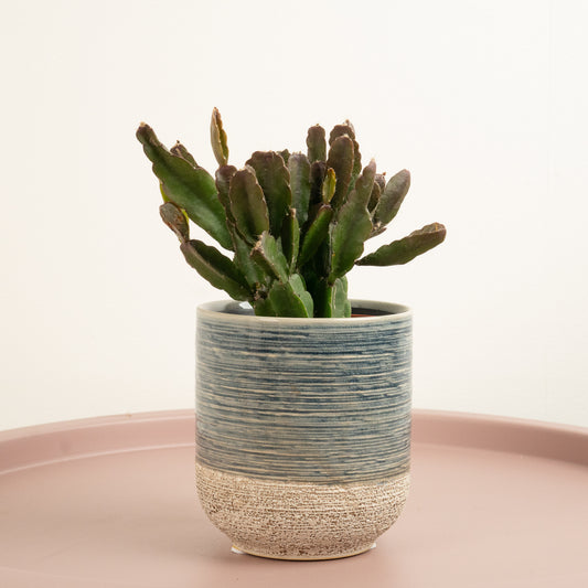 Mistletoe Cactus | Agudoensis | Hard To Find | Potted Houseplants