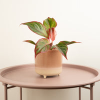 Chinese Evergreen | Red Fire