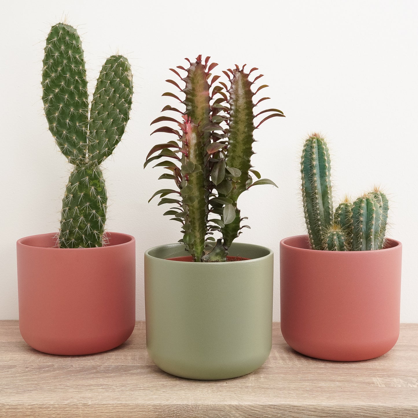 Prickle My Fancy | Plant Bundle