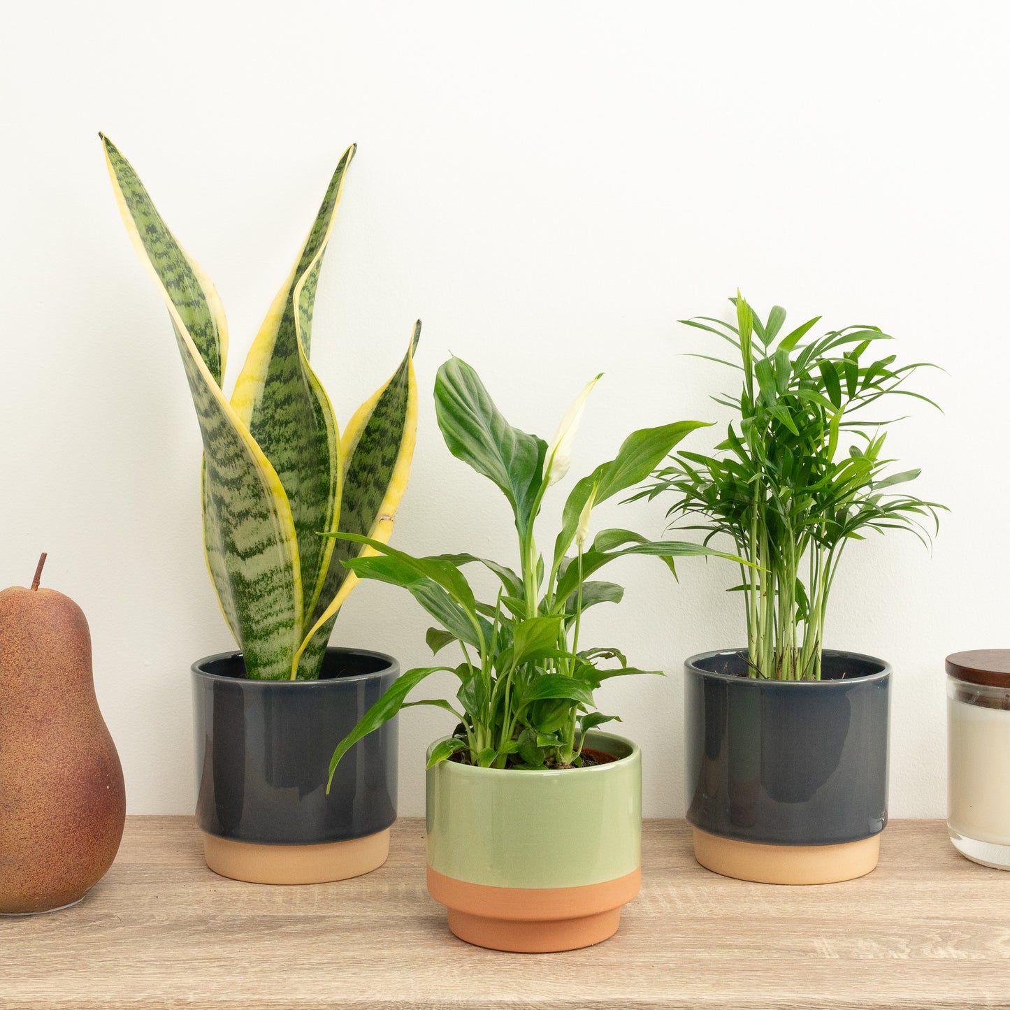 Breathe Easy | Plant Bundle