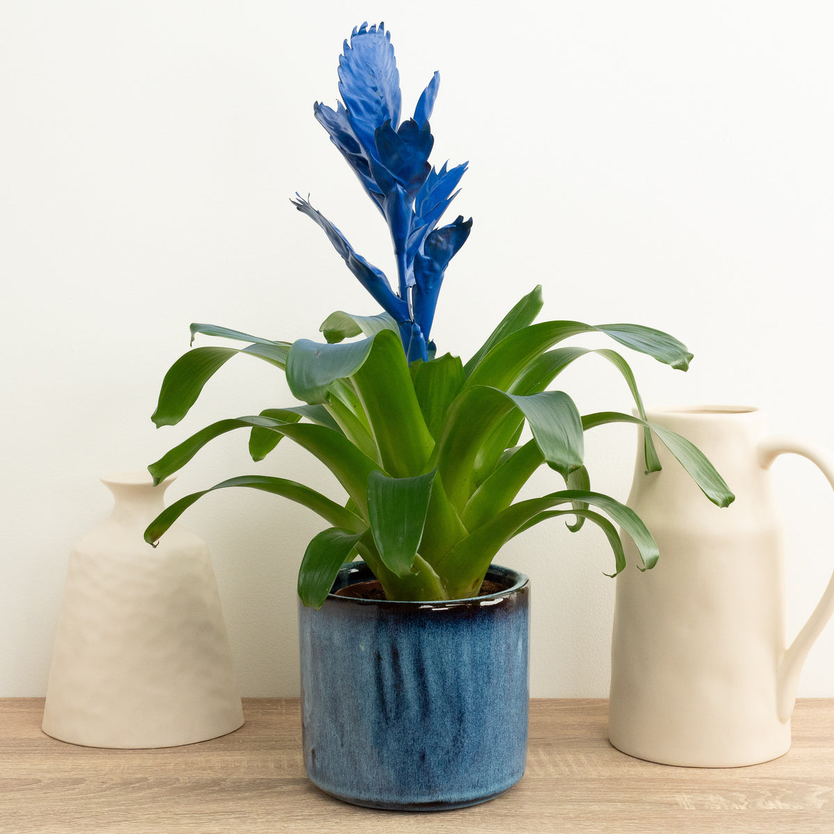 Vriesea Flaming Sword | Royal Blue