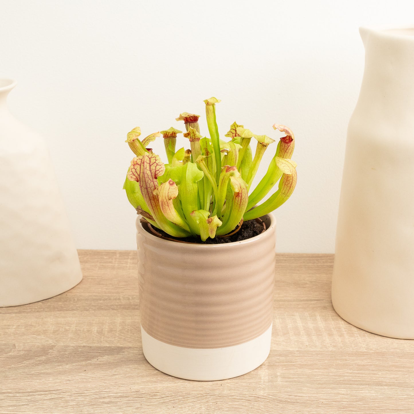 Trumpet Pitcher Plant | Fly Catcher | Fiona