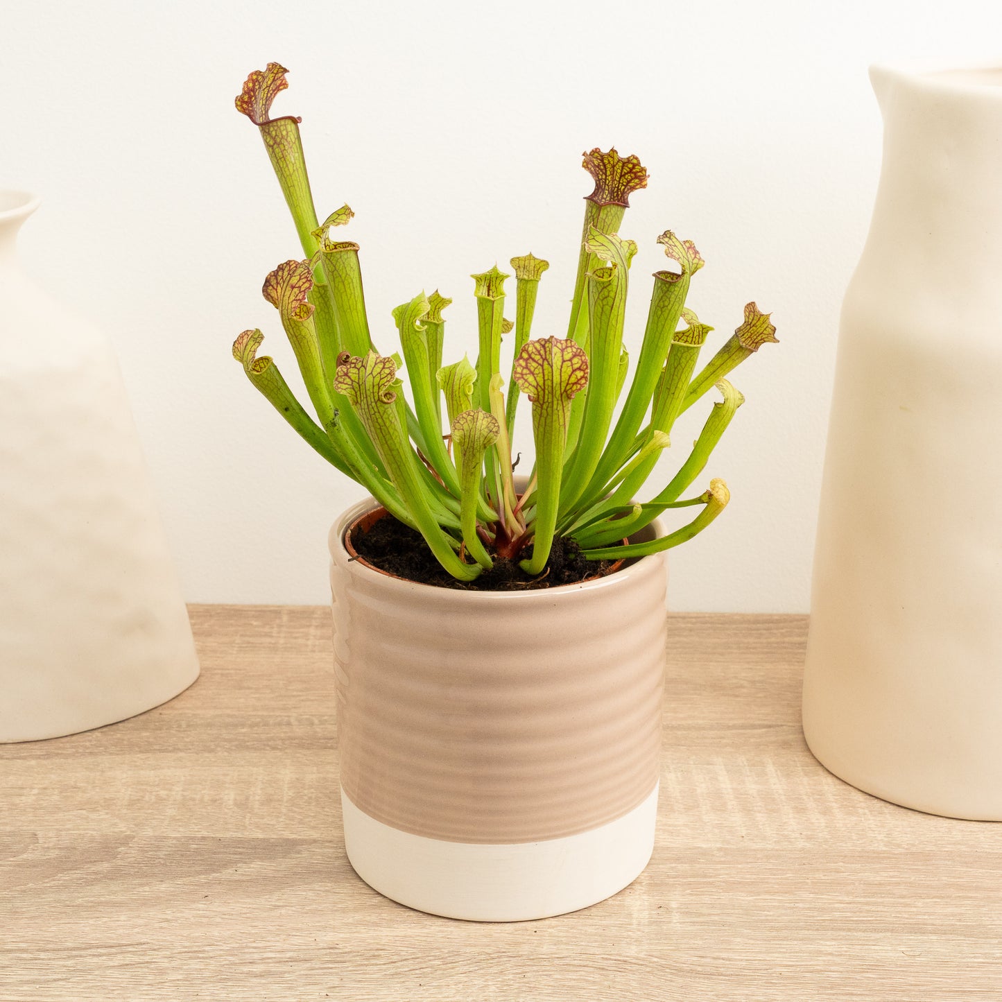 Trumpet Pitcher Plant | Fly Catcher | Farnhamii