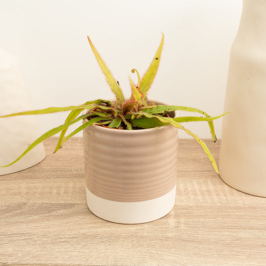 Alice Sundew | Adelae | Hard To Find | Potted Houseplants