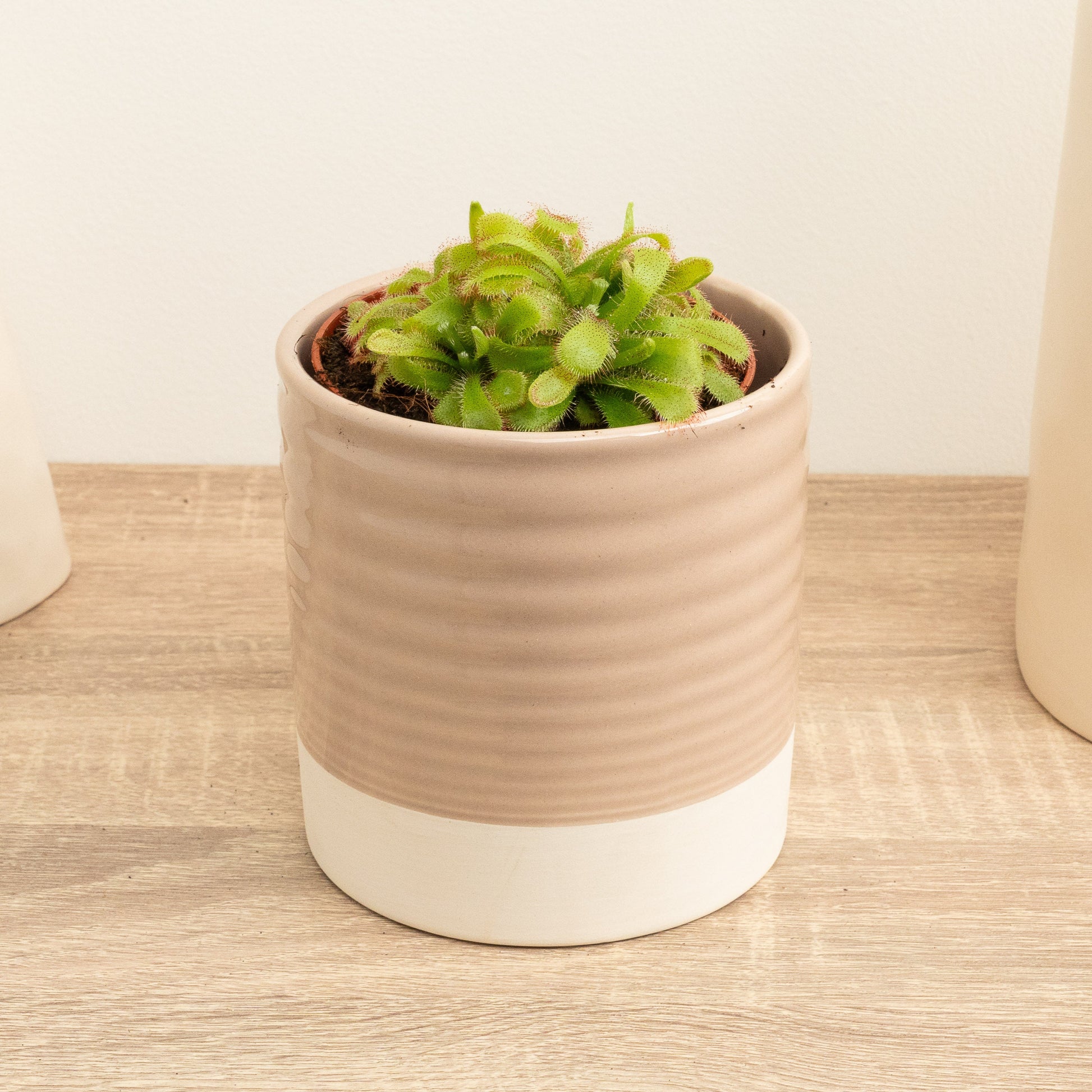 Alice Sundew | Aliciae