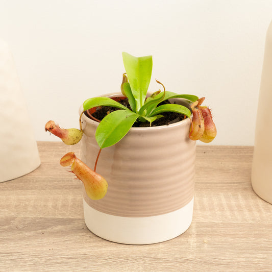 Monkey Jars | Gaya | Potted Houseplants