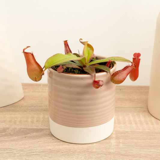 Monkey Jars | Bloody Mary | Potted Houseplants