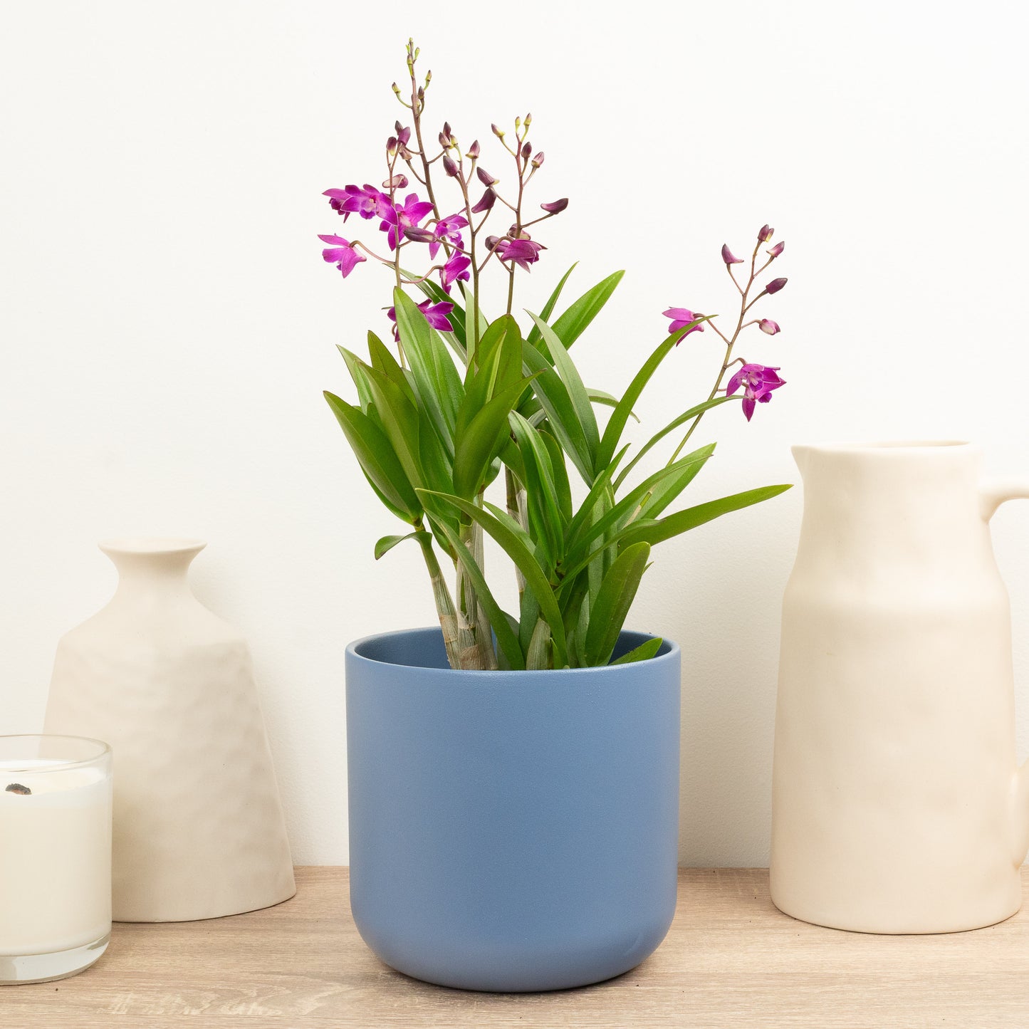 Dendrobium Orchid | Berry Oda | Hard To Find