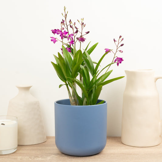 Dendrobium Orchid | Berry Oda | Hard To Find | Potted Houseplants