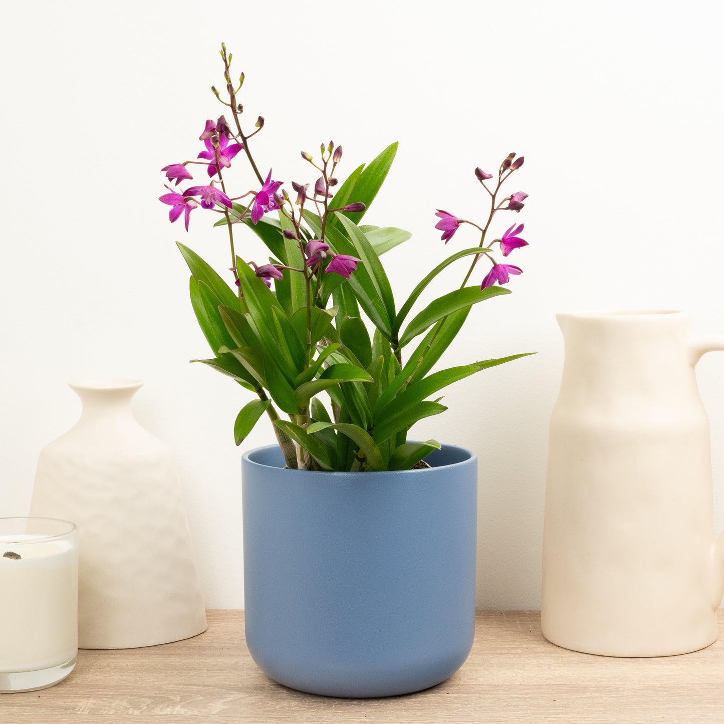 Dendrobium Orchid | Berry Oda | Hard To Find