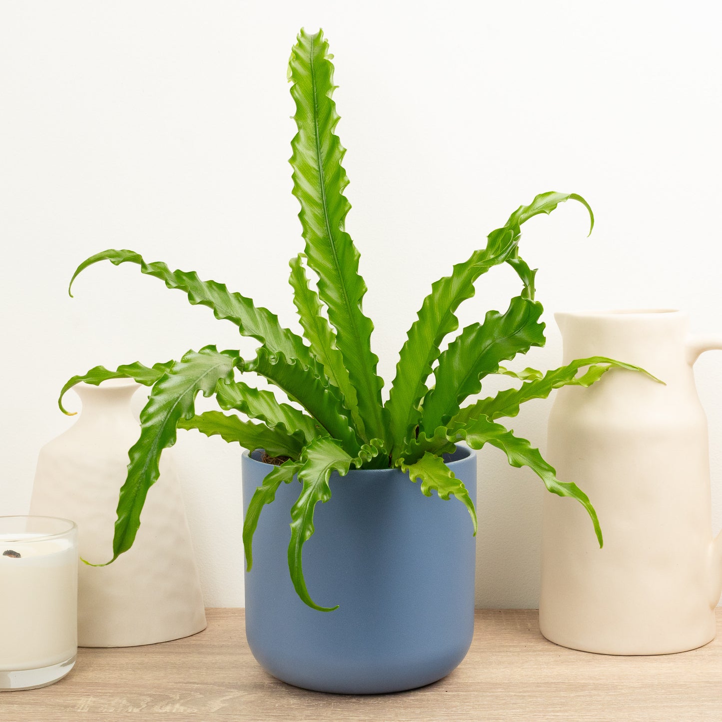 Birds Nest Fern | Osaka