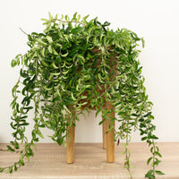 Lipstick Plant | Twister