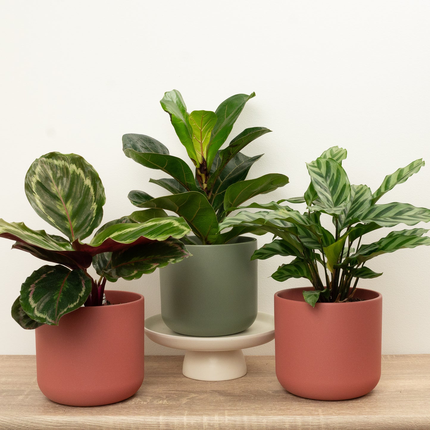 Leafy Luxe | Plant Bundle