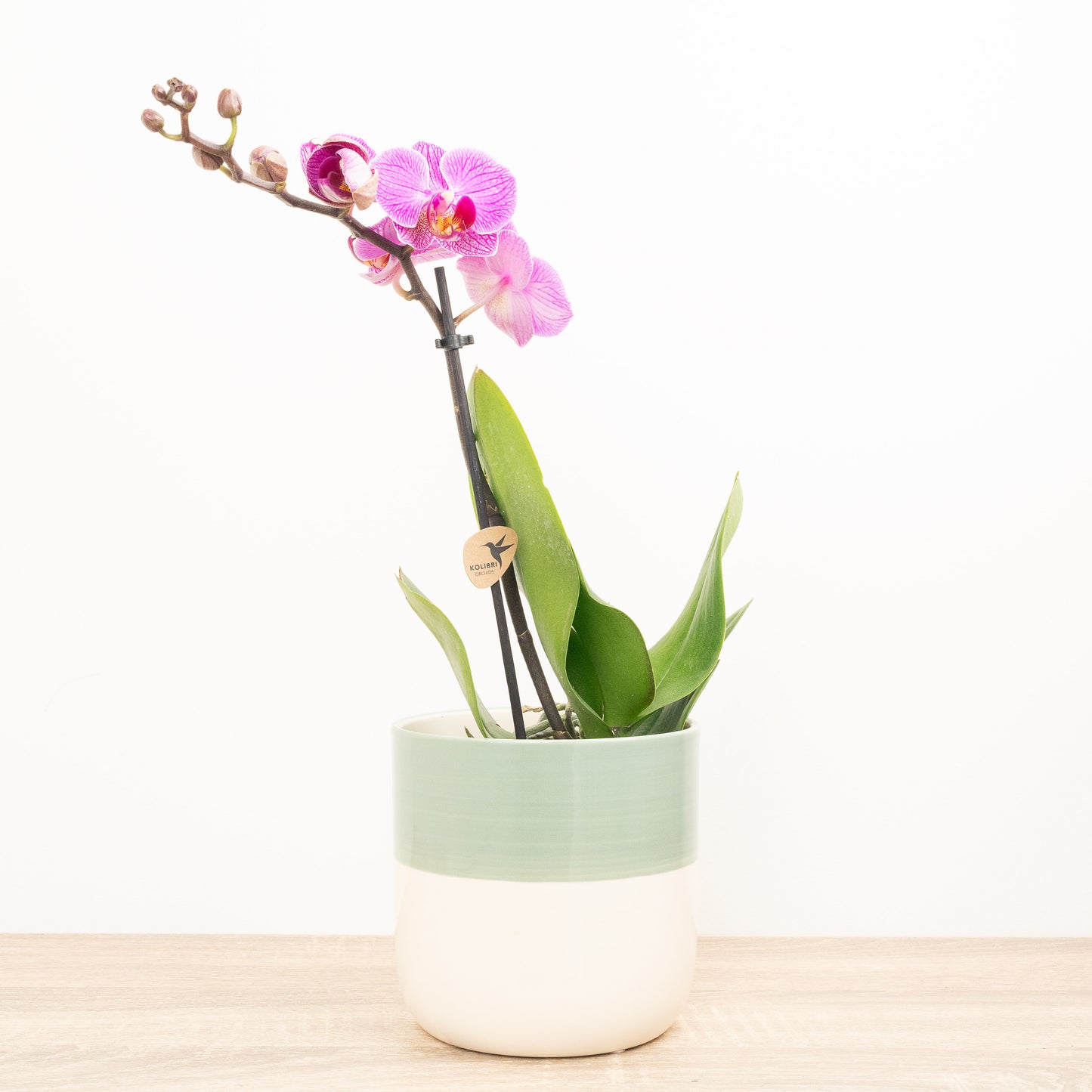 Phalaenopsis Orchid | Kolibri No 5