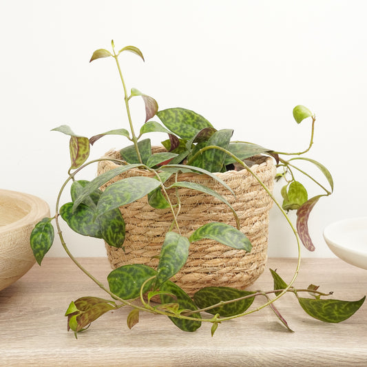 Zebra Lipstick Vine | Rare Plant | Potted Houseplants