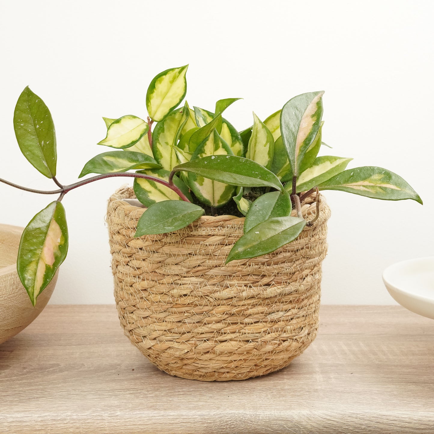 Wax Plant | Tricolour