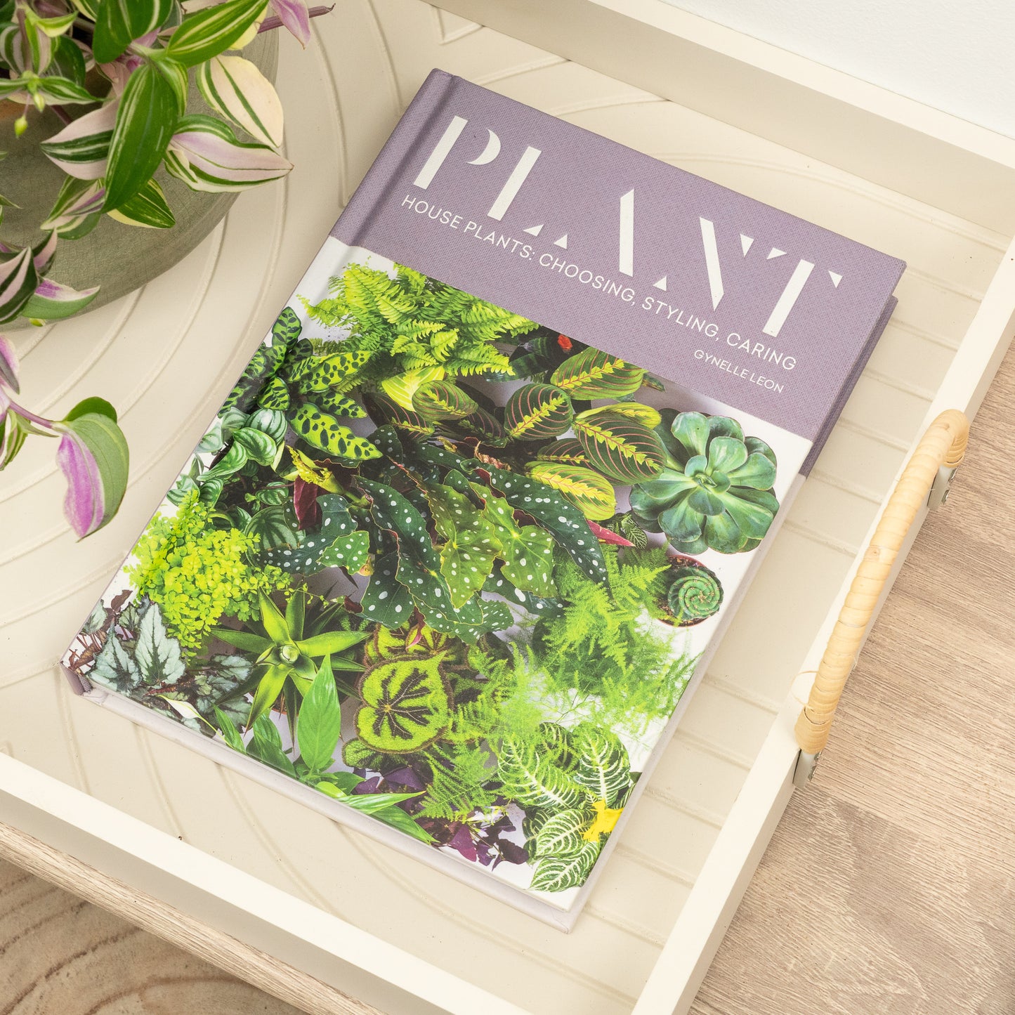 Plant - Houseplants: Choosing, Styling, Caring by Gynelle Leon