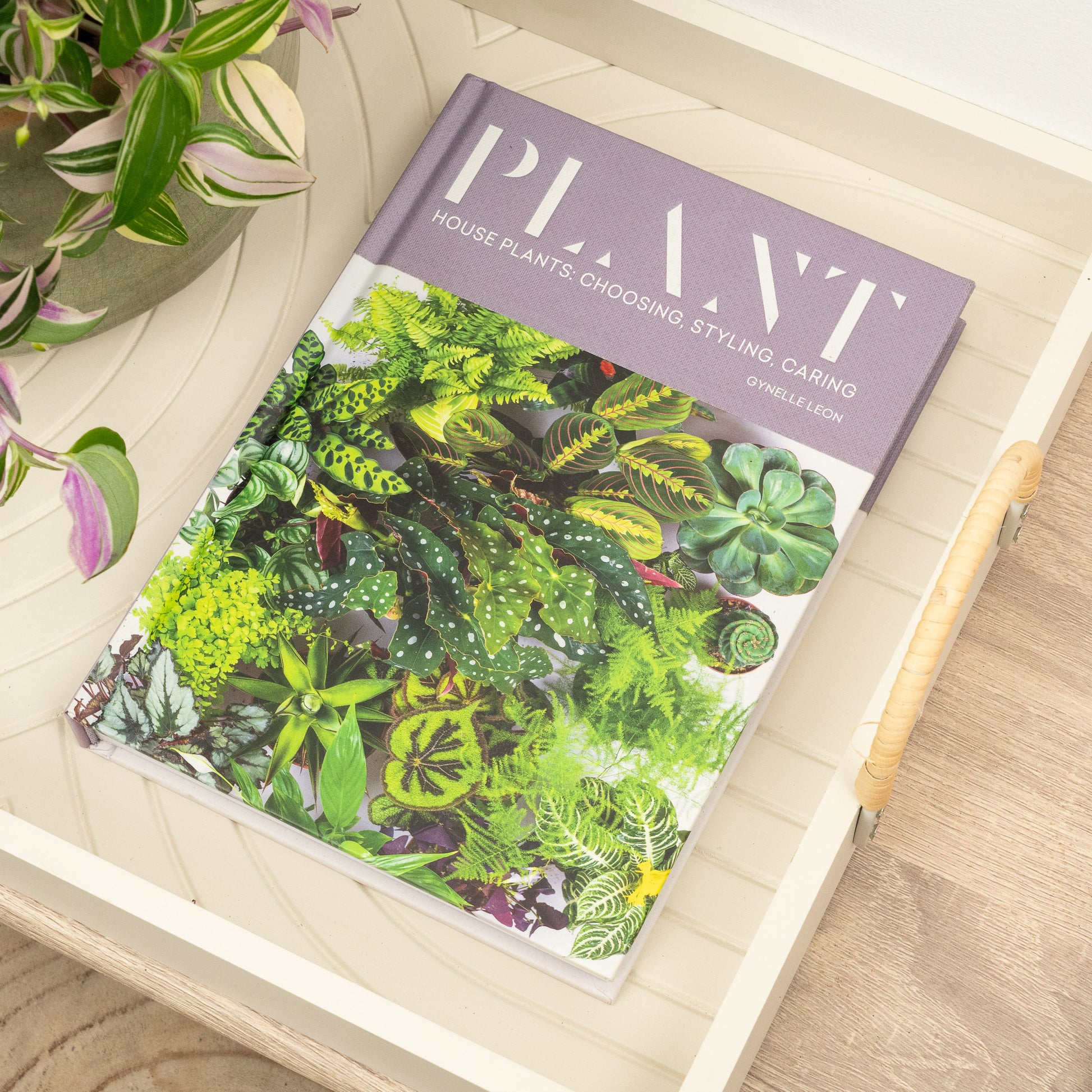 Plant - Houseplants: Choosing, Styling, Caring by Gynelle Leon