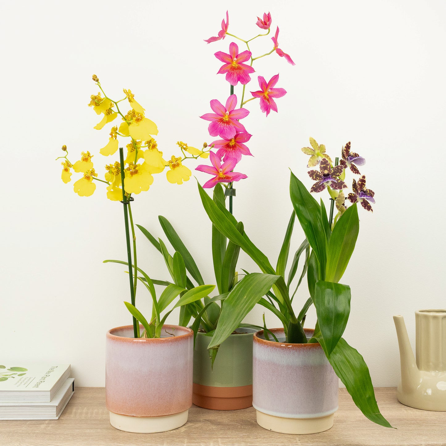 Blooming Lovely Orchids | Plant Bundle