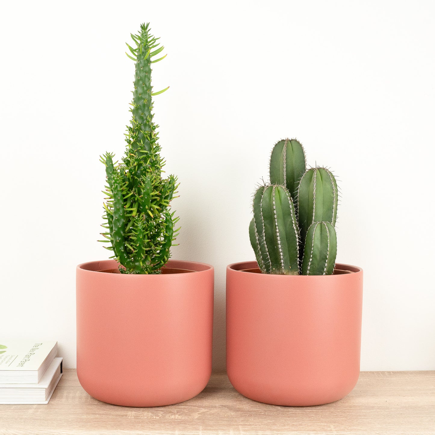 Big Prick Energy | Plant Bundle