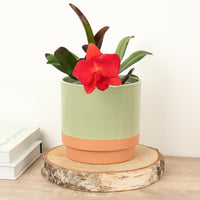 Queen Of Orchids | Red | Hard To Find