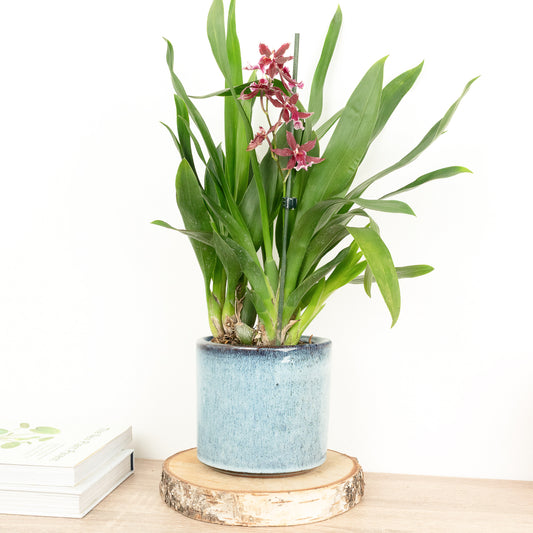 Cambria Orchid | Barrocco Red | Potted Houseplants