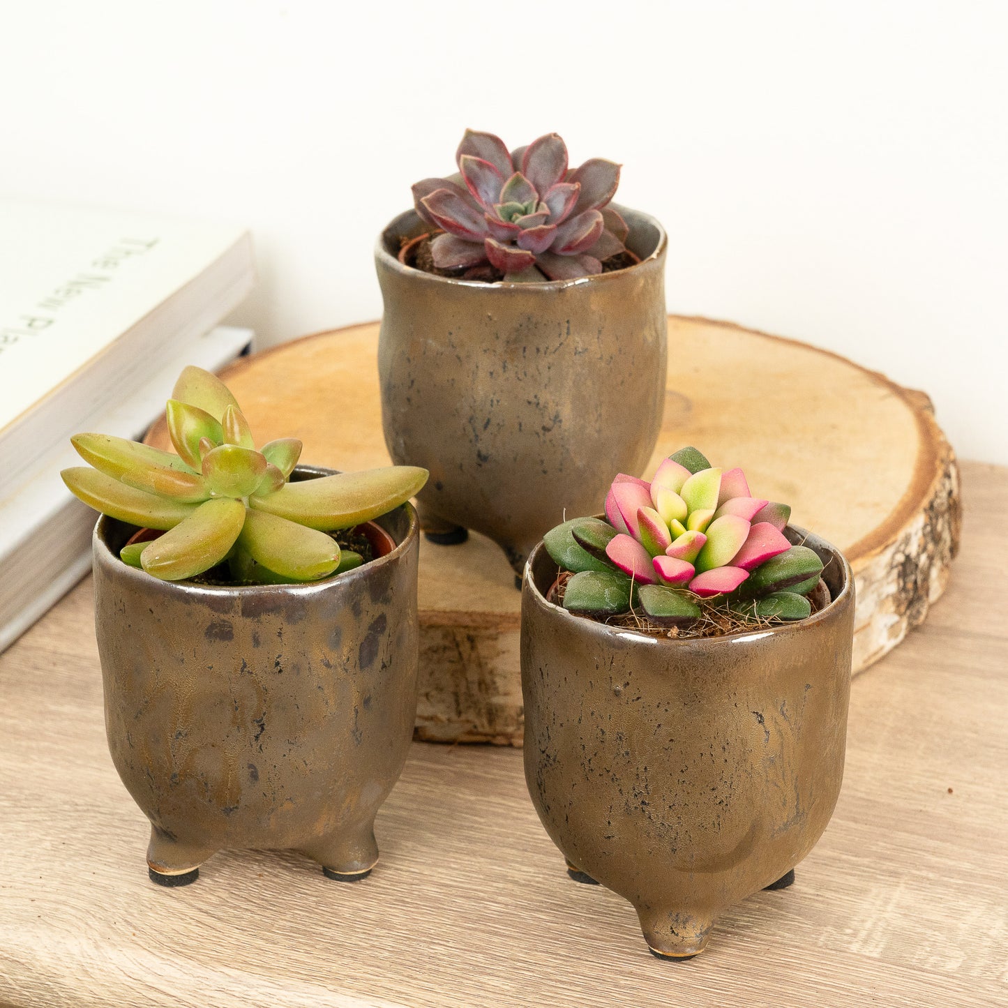 Snow & Ember | Plant Bundle