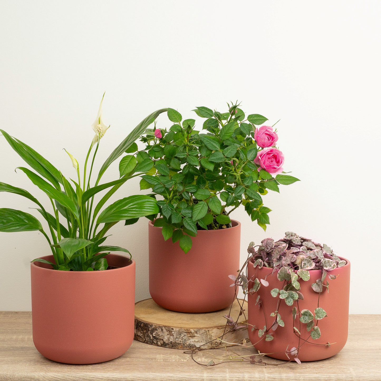 Love In Every Leaf | Plant Bundle