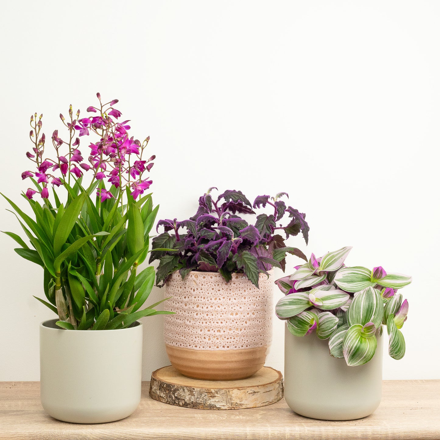 Purple Haze | Plant Bundle