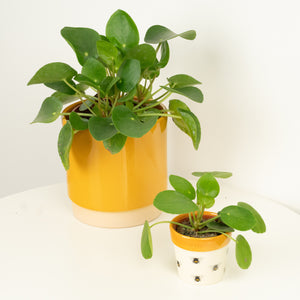 Chinese Money Plant - Indoor Plant