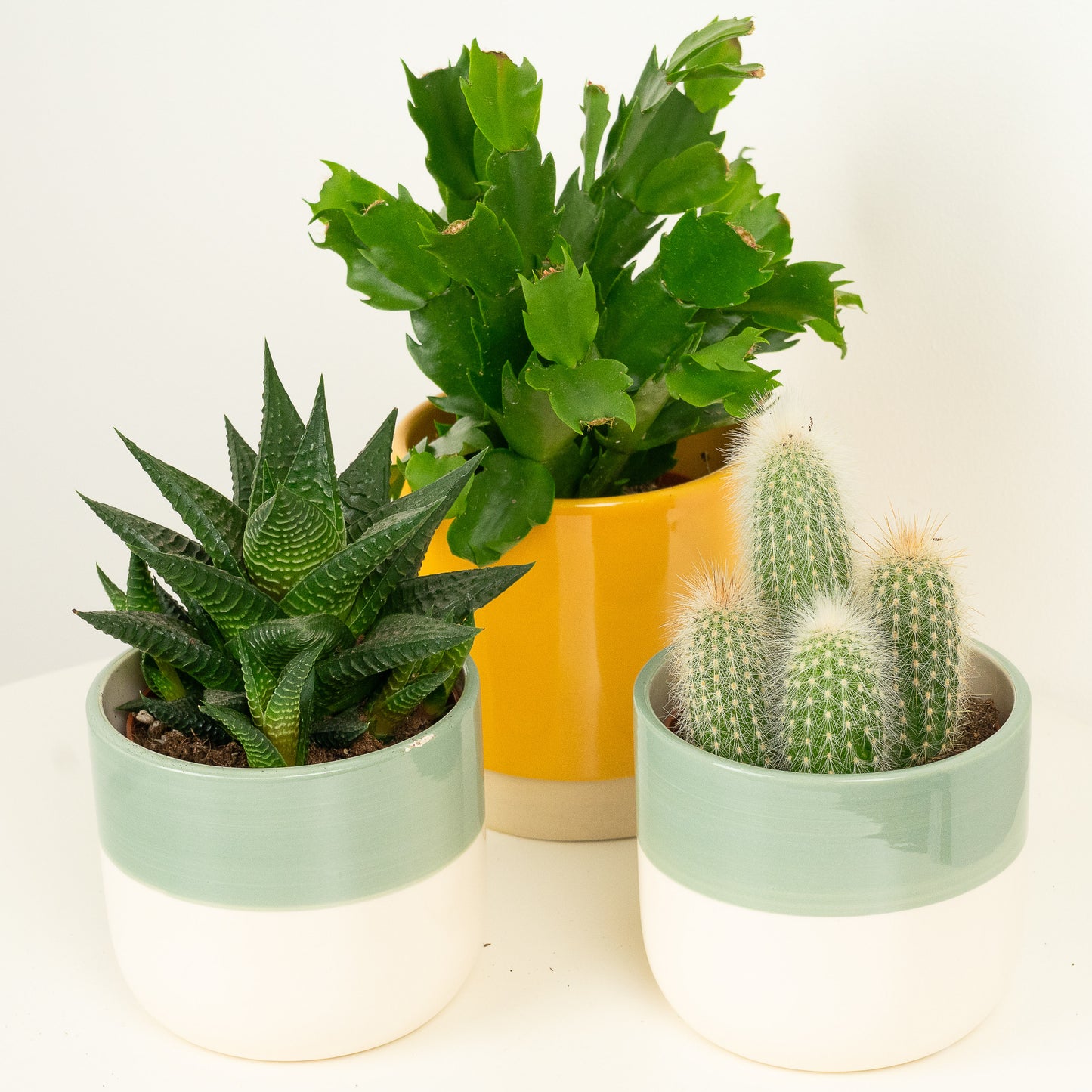 I'll Never Desert You | Plant Bundle