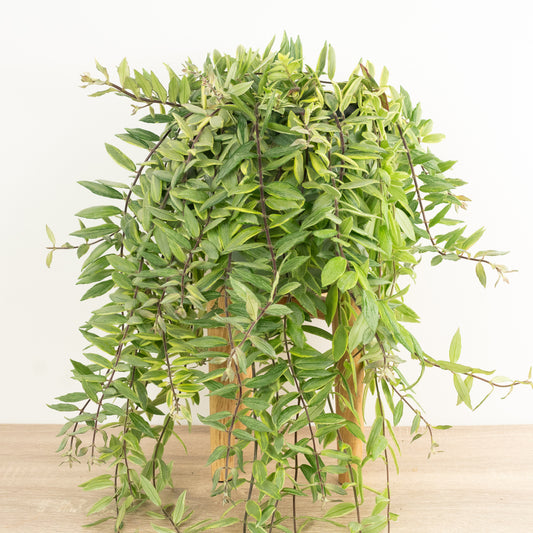 Variegated Lipstick Plant | Albo | Hard To Find | Potted Houseplants