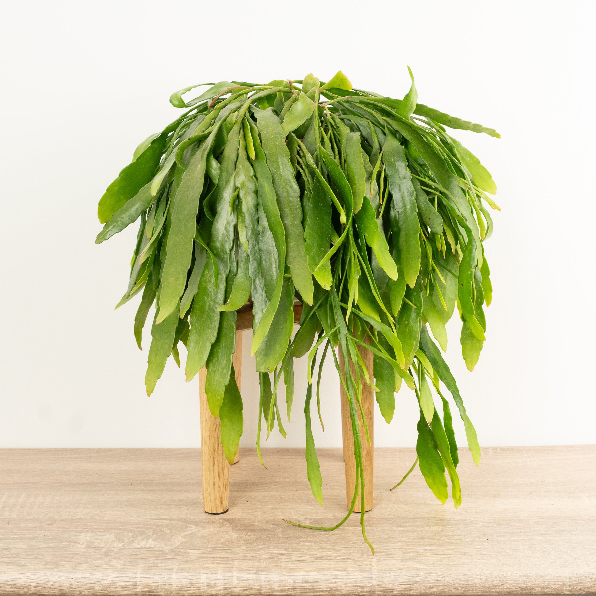 Mistletoe Cactus | Red Coral