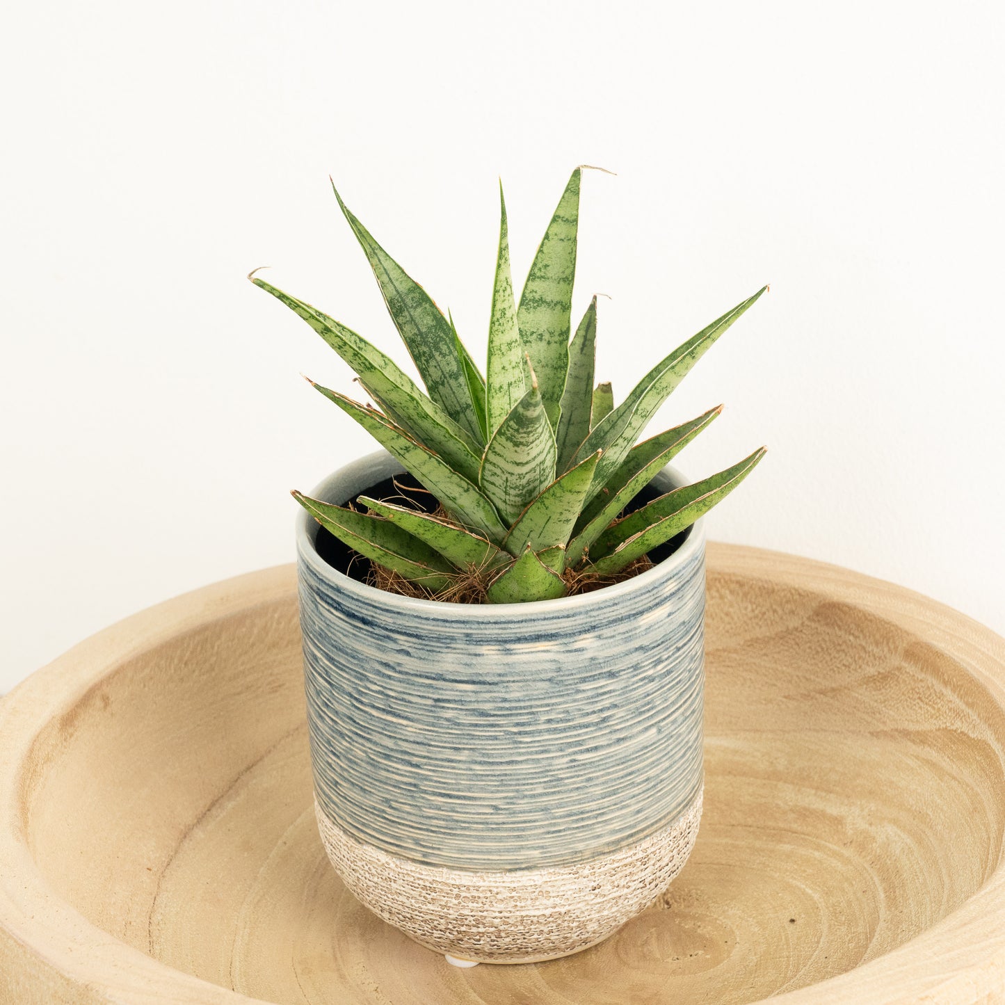 Snake Plant | Starburst