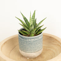 Snake Plant | Starburst